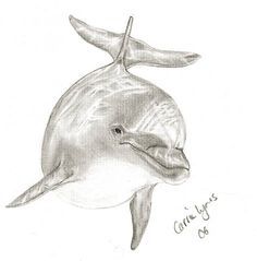 236x239 how to draw a jumping dolphin step drawing - Dolphin Jumping Drawing