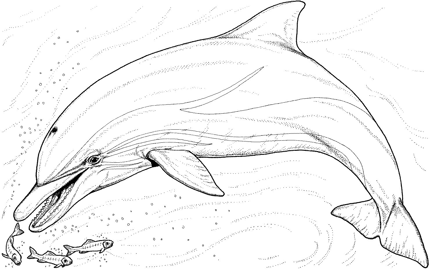 1513x938 Dolphin Coloring Pages Full Size Of Mesmerizing Pictures - Dolphin Line Drawing