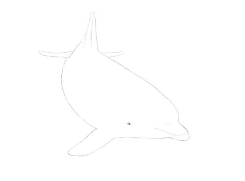 500x369 Dolphin Drawing Practice Line Drawings In A Three In One Tutorial - Dolphin Line Drawing