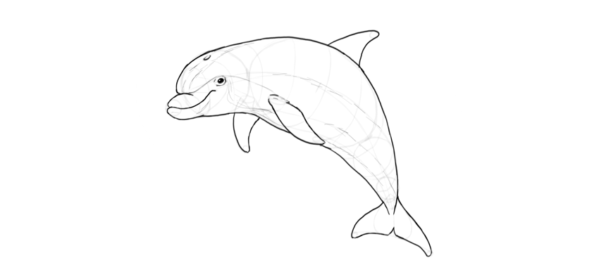 850x387 How To Draw A Dolphin Step - Dolphin Line Drawing