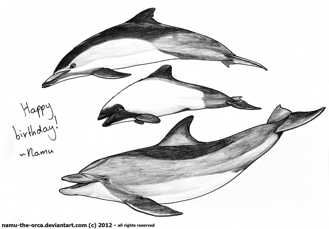 Dolphin Line Drawing at Explore collection of