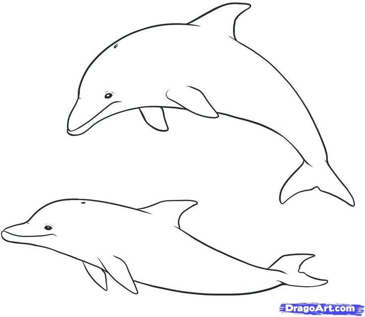 735x637 Dolphin Outline Drawing Nlli Coloring - Dolphin Outline Drawing