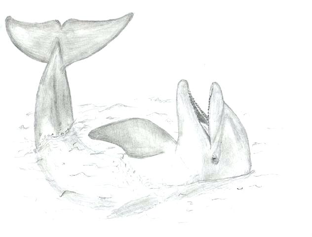 632x480 drawing dolphins image titled draw a dolphin step outline lefthook - Dolphin Outline Drawing