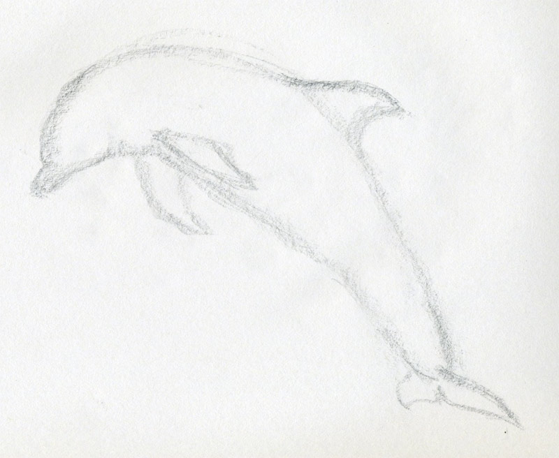 800x656 How To Draw A Dolphin - Dolphin Outline Drawing