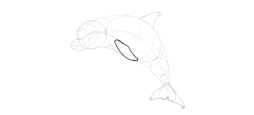 850x387 How To Draw A Dolphin Step - Dolphin Outline Drawing