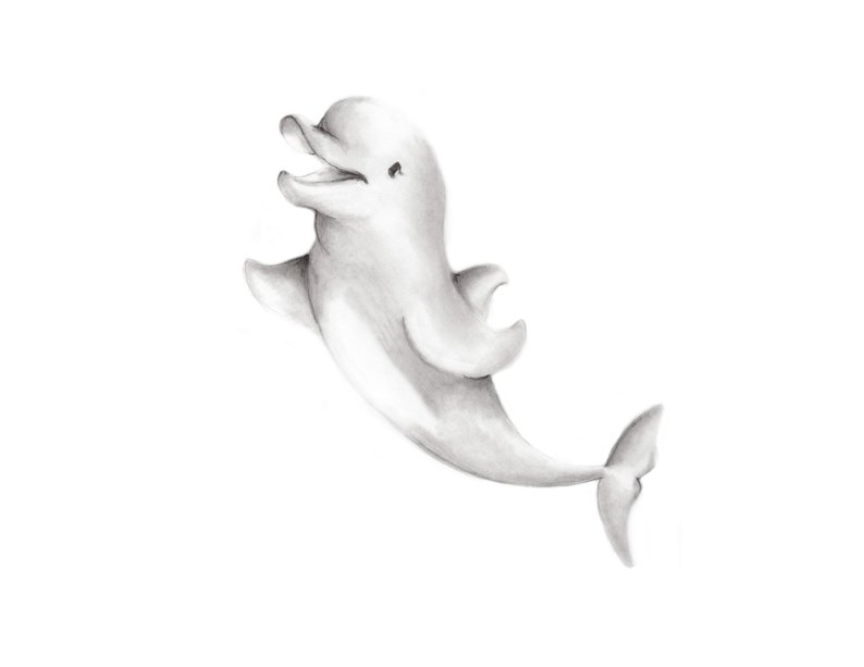 Dolphin Pencil Drawing at PaintingValley.com | Explore collection of ...