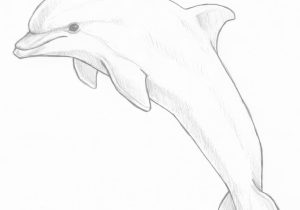 300x210 dolphin pencil sketch dolphin drawing, pencil, sketch, colorful - Dolphin Pencil Drawing