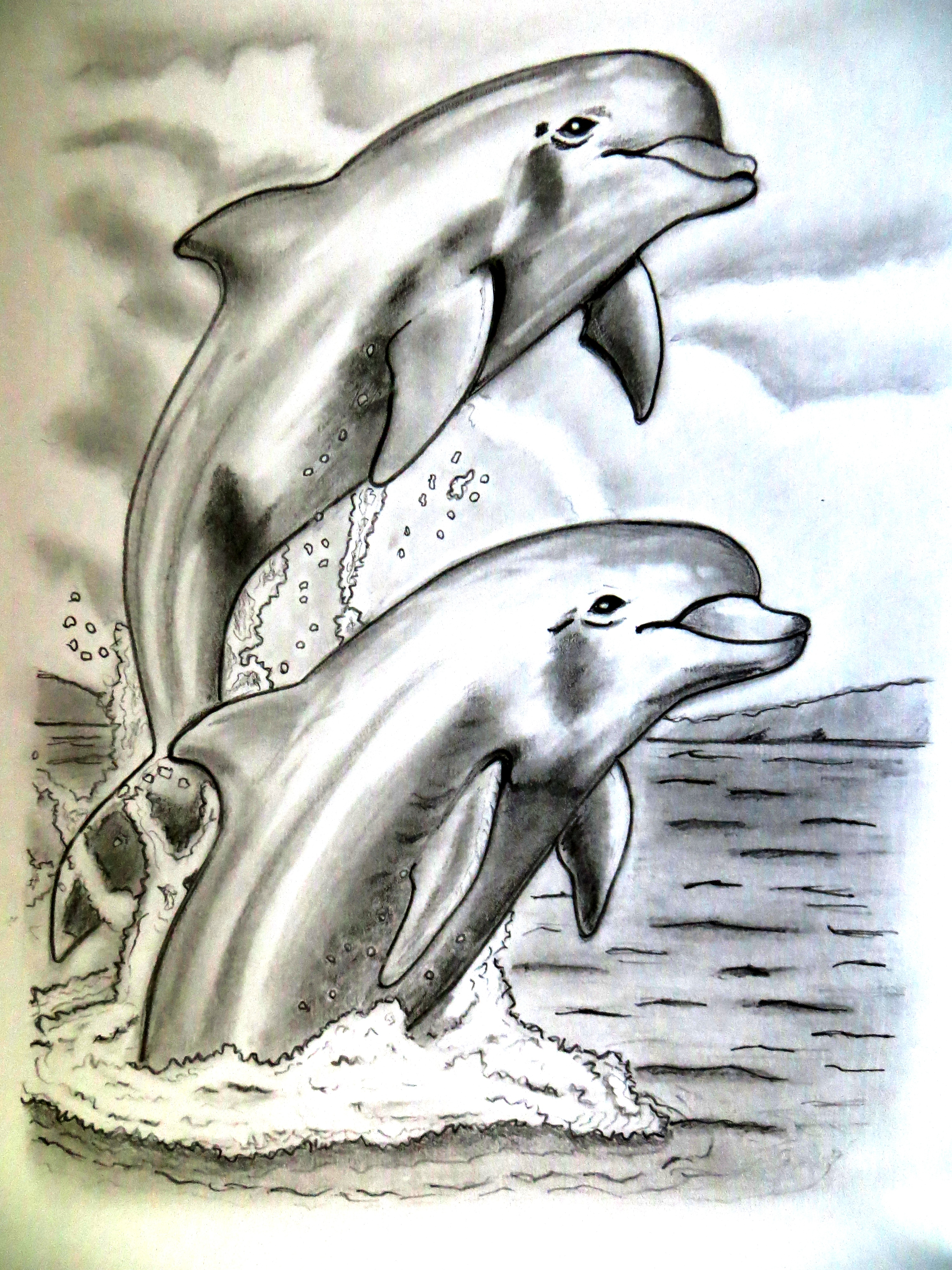 3000x4000 dolphin pencil sketch dolphin pencil sketch dolphin drawings - Dolphin Pencil Drawing