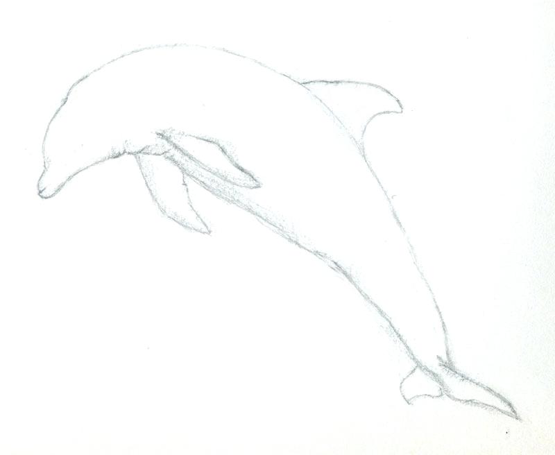 800x656 drawing dolphins dolphin pencil images lefthook - Dolphin Pencil Drawing