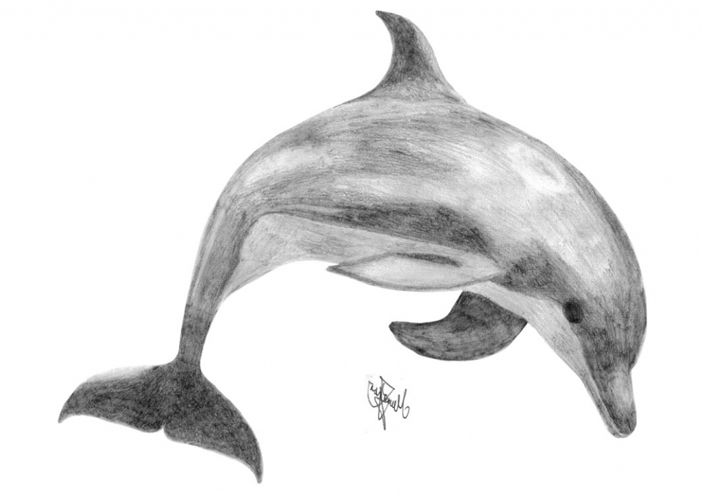  Dolphin Pencil Drawing at PaintingValley.com Explore collection of 