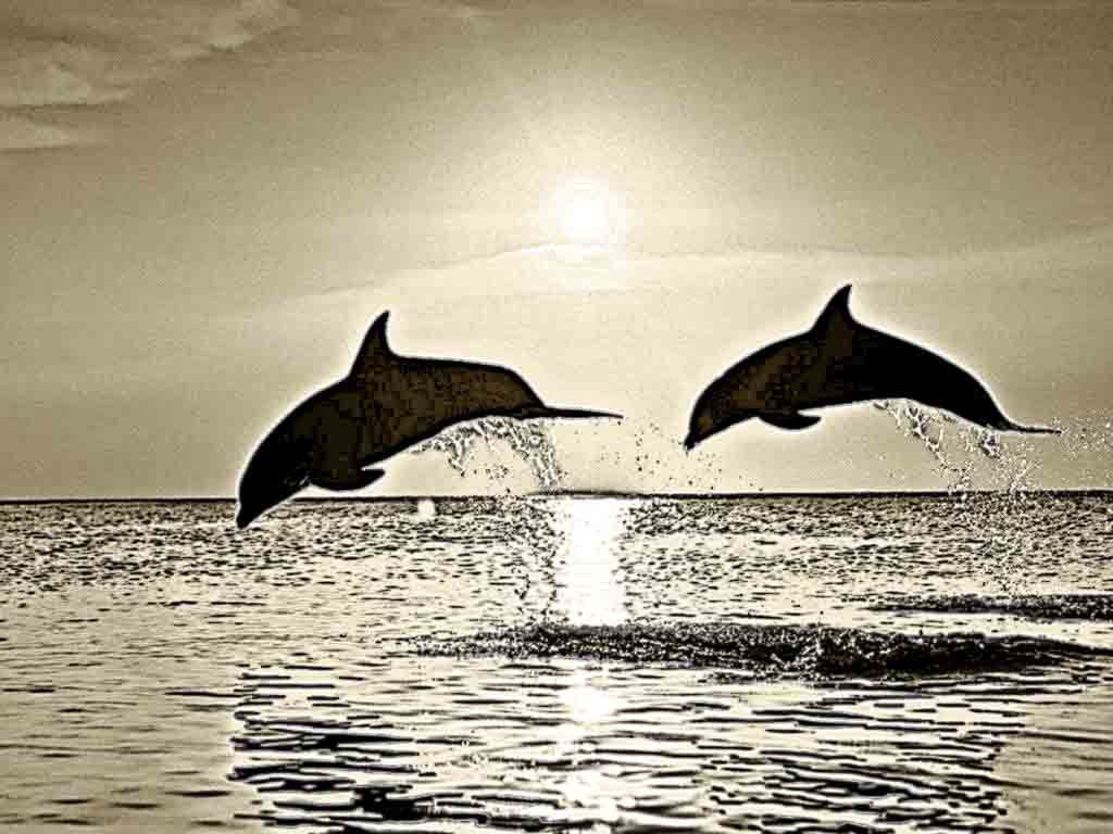 1024x768 pencil drawings charcoal drawings and art galleries download free - Dolphin Pencil Drawing