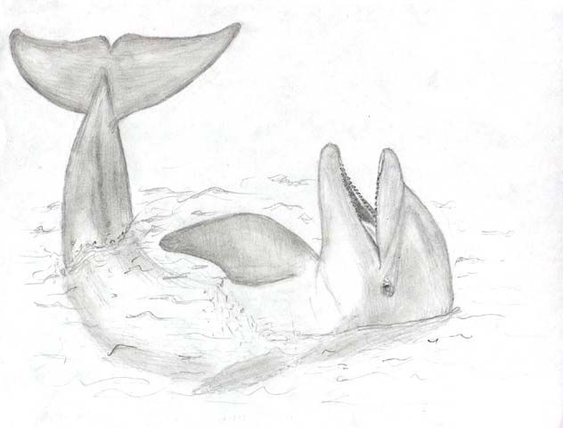 632x480 In Dolphin Drawing, Pencil Drawings - Dolphin Pencil Drawing