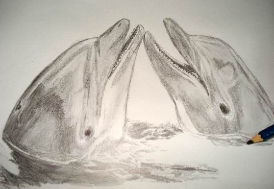 559x386 Realistic Dolphin Drawings In Graphite Pencil - Dolphin Pencil Drawing