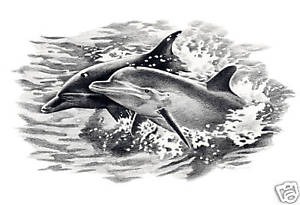 300x205 Ddolphins Pencil Drawing Ocean Wildlife X Dolphin Art Print - Dolphin Pencil Drawing