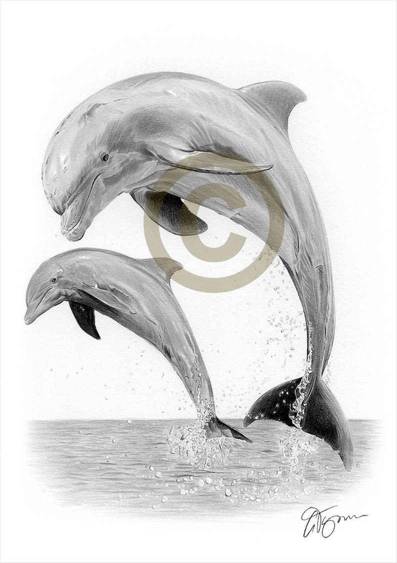 794x1124 Dolphin Pencil Drawing Print Size Artwork Signed - Dolphin Pencil Drawing