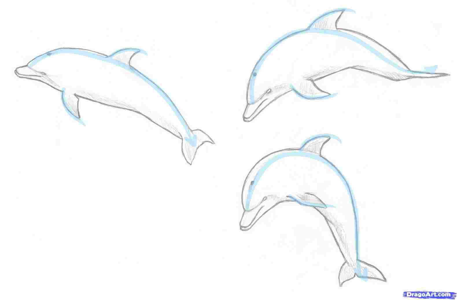 1580x1037 Dolphin Colored Pencil Drawings Of Landscapes - Dolphin Pencil Drawing