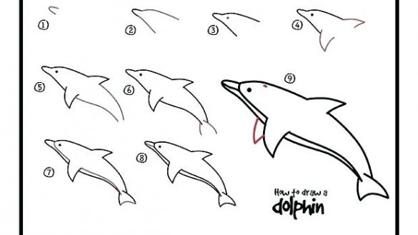 585x329 How To Draw A Dolphin Step - Dolphin Step By Step Drawing