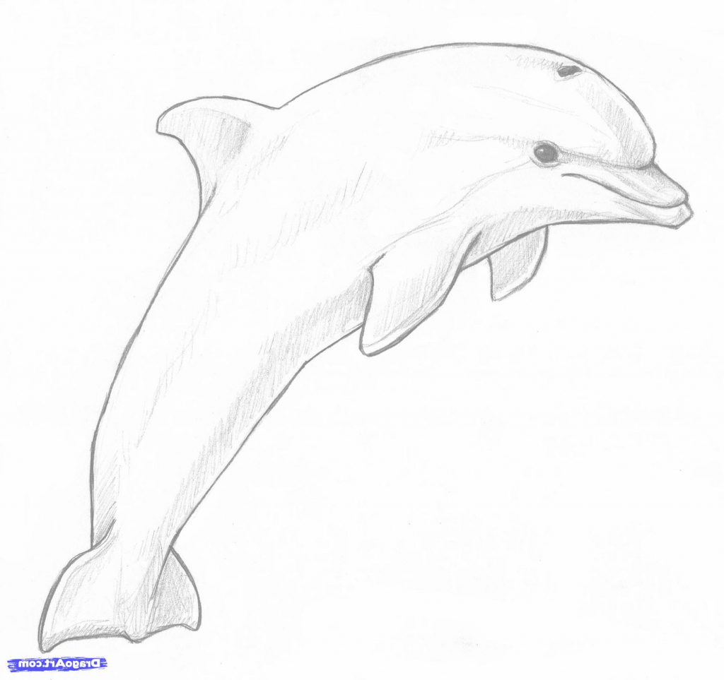 1024x963 How To Draw A Realistic Dolphin Step - Dolphin Step By Step Drawing