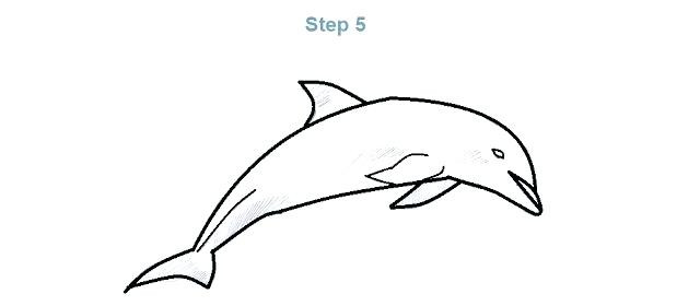 640x280 How To Draw A Dolphin Step - Dolphin Step By Step Drawing