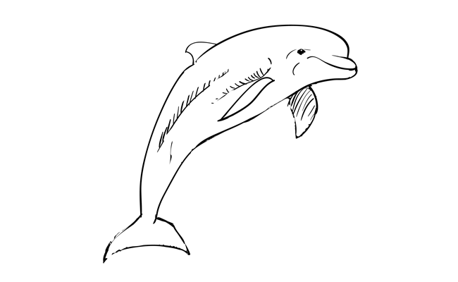 650x400 How To Draw A Dolphin - Dolphin Step By Step Drawing