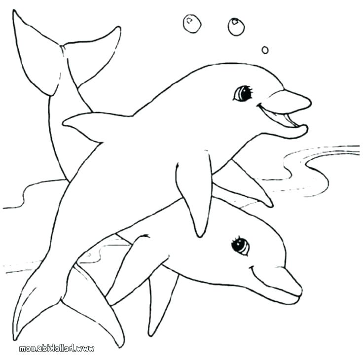 736x736 Drawing Dolphins Bottlenose Dolphin Step - Dolphin Step By Step Drawing