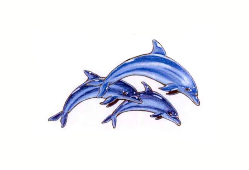 803x547 Awesome White Dolphin Tattoo With Colours Tattoo Ideas - Dolphin Tattoo Drawings