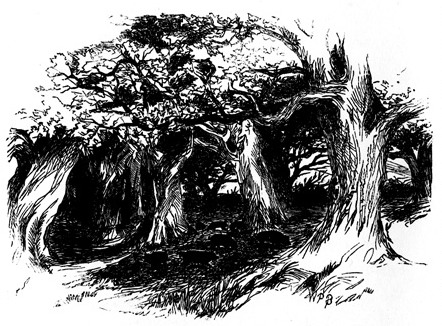 442x326 filedrawing of trees - Domain Drawing