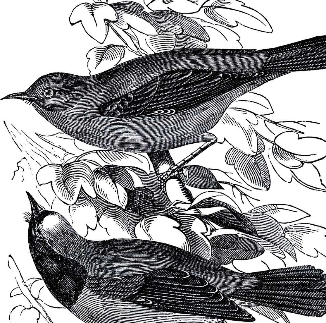 1115x1104  - Domain Drawing