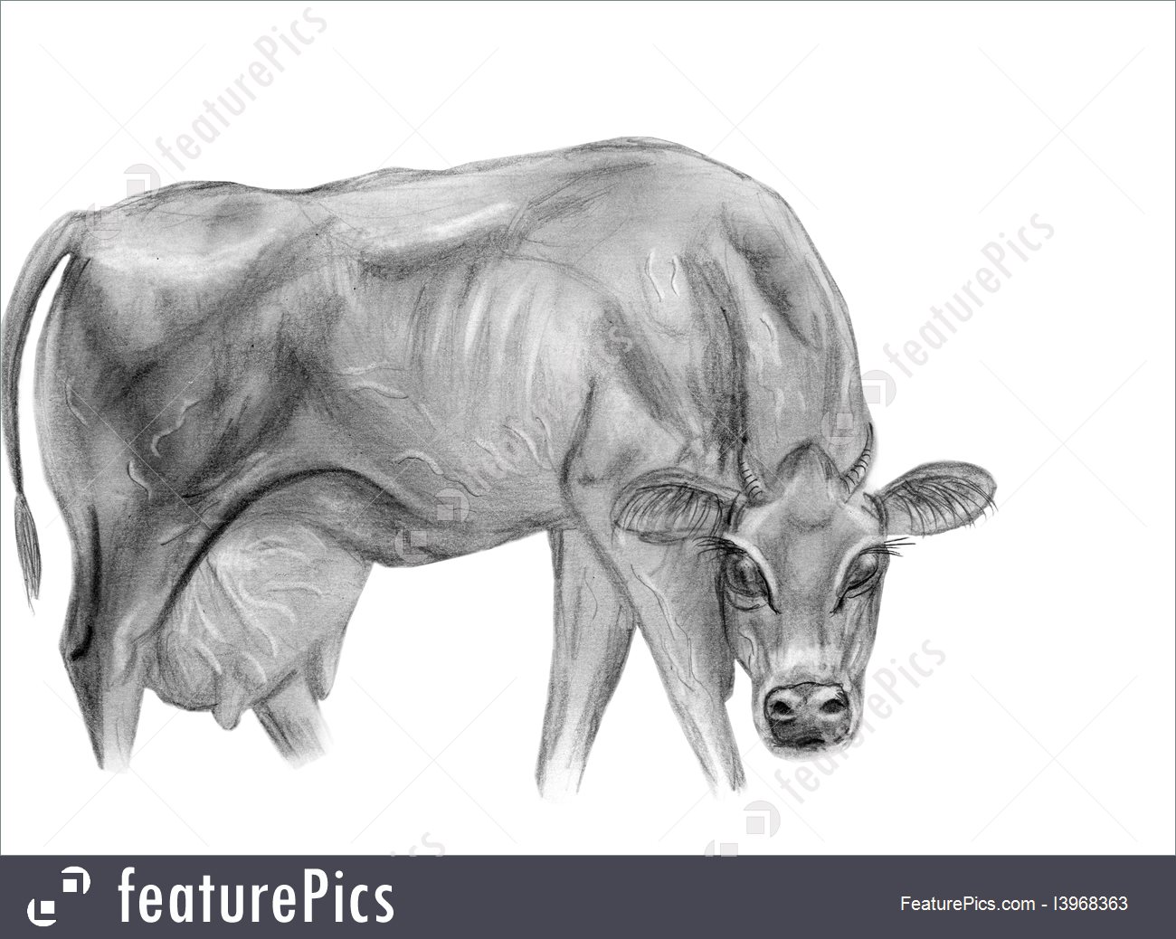 1300x1038 domestic animals drawing of cow dairy - Domestic Animals Drawing Pictures