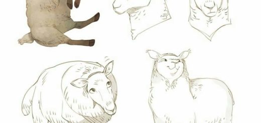 520x245 Domestic Animals Drawing References And Sketches For Artists - Domestic Animals Drawing Pictures
