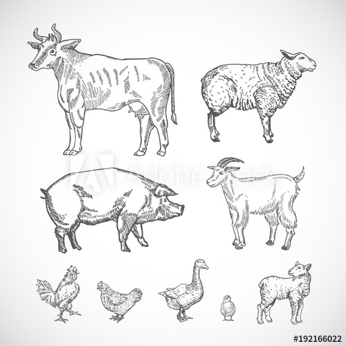 500x500 Hand Drawn Domestic Animals Set A Collection Of Pig, Cow, Goat - Domestic Animals Drawing Pictures