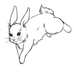 302x302 How To Draw Rabbits, Step - Domestic Animals Drawing Pictures