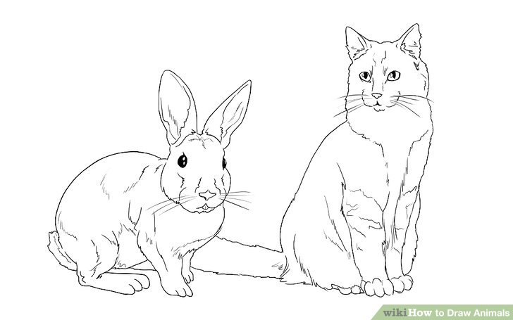 728x455 Ways To Draw Animals - Domestic Animals Drawing Pictures