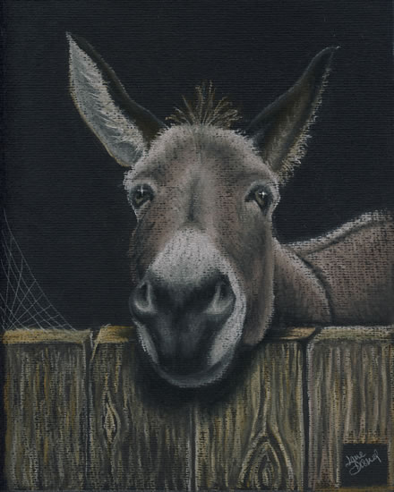 440x550 Donkey Picture - Donkey Drawing