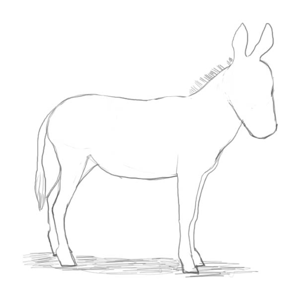 600x600 How To Draw A Donkey - Donkey Drawing