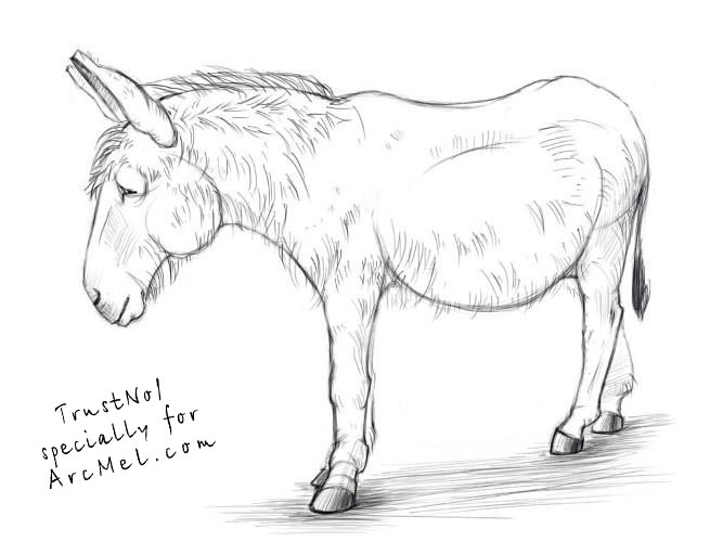 667x500 How To Draw A Donkey Step - Donkey Drawing