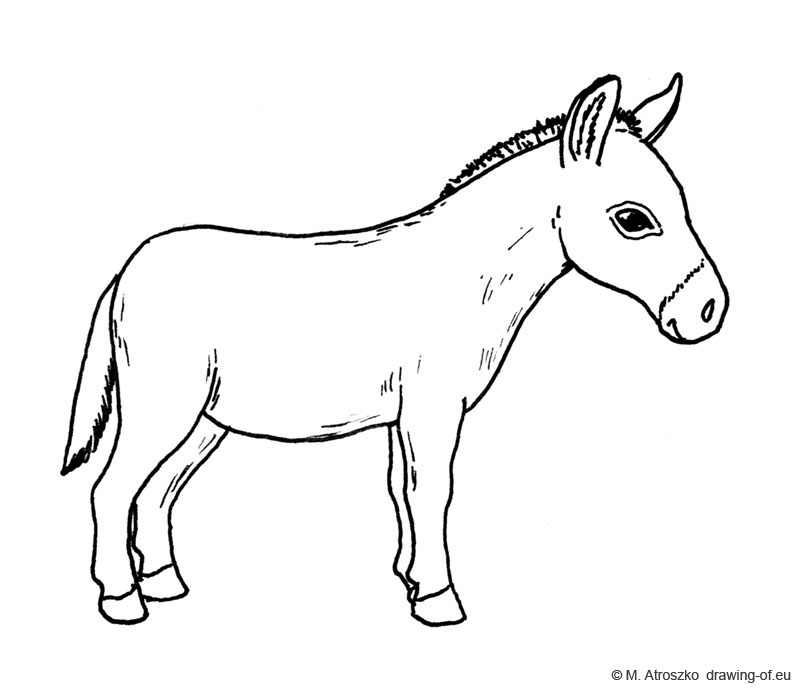 800x688 Donkey Draw - Donkey Drawing