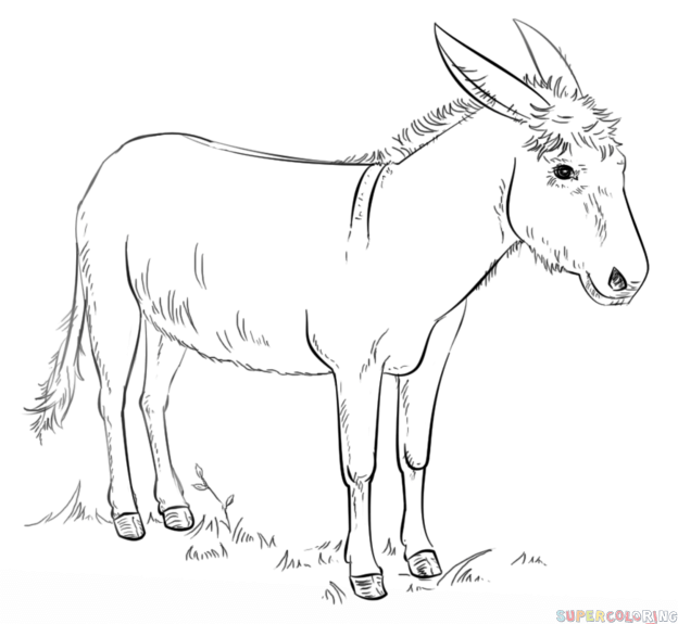 624x575 Mule Drawing Easy For Free Download - Donkey Drawing Easy