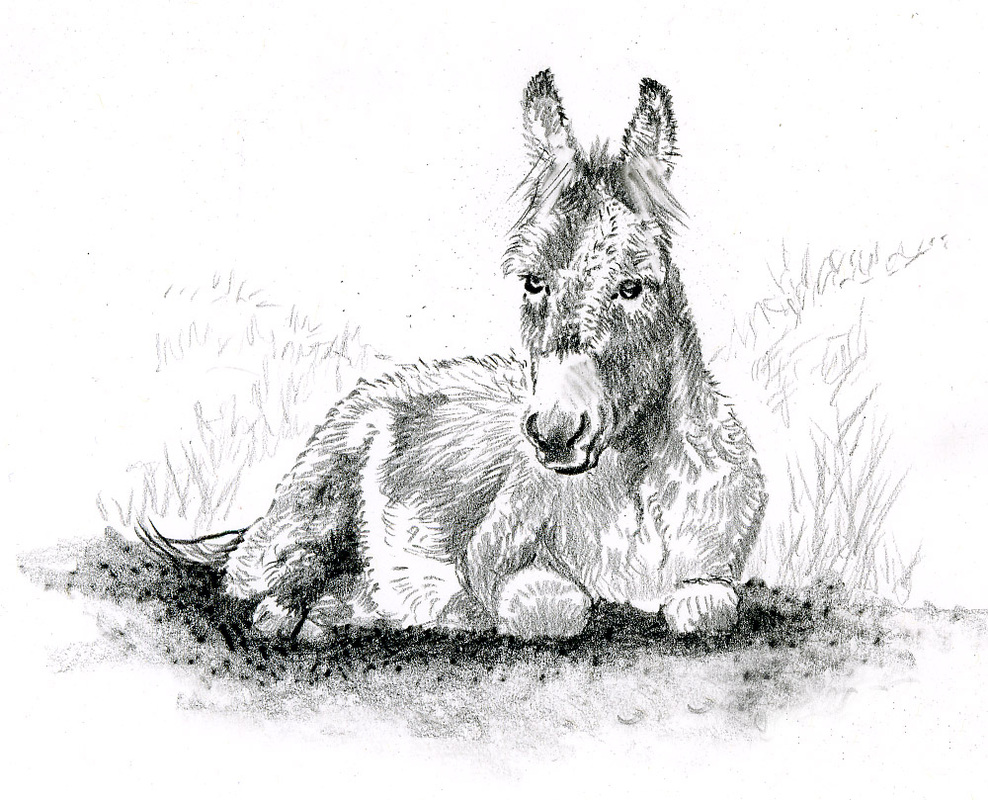 988x800 Donkeys - Donkey Drawing Images