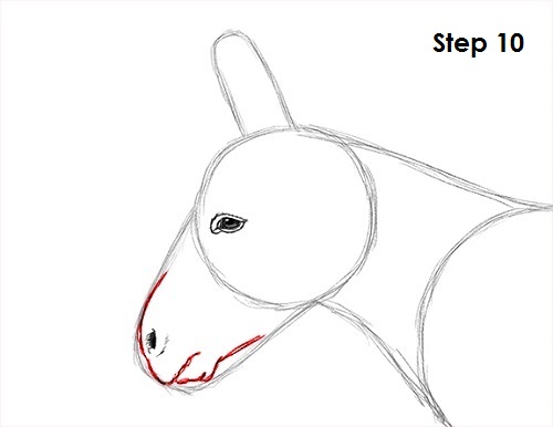 500x386 How To Draw A Donkey - Donkey Drawing Images