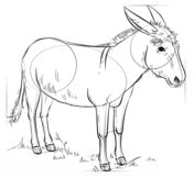 176x162 Best Donkey Drawing Images Horses, Donkey Drawing, Animal - Donkey Drawing Images
