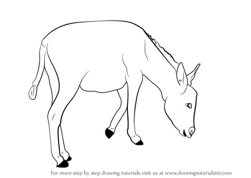 800x566 Learn How To Draw A Donkey - Donkey Drawing Images