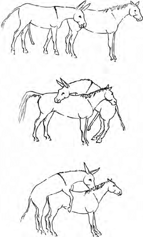 480x794 A Drawing To Illustrate Part Of The Typical Donkey Jack Sexual - Donkey Drawing Images