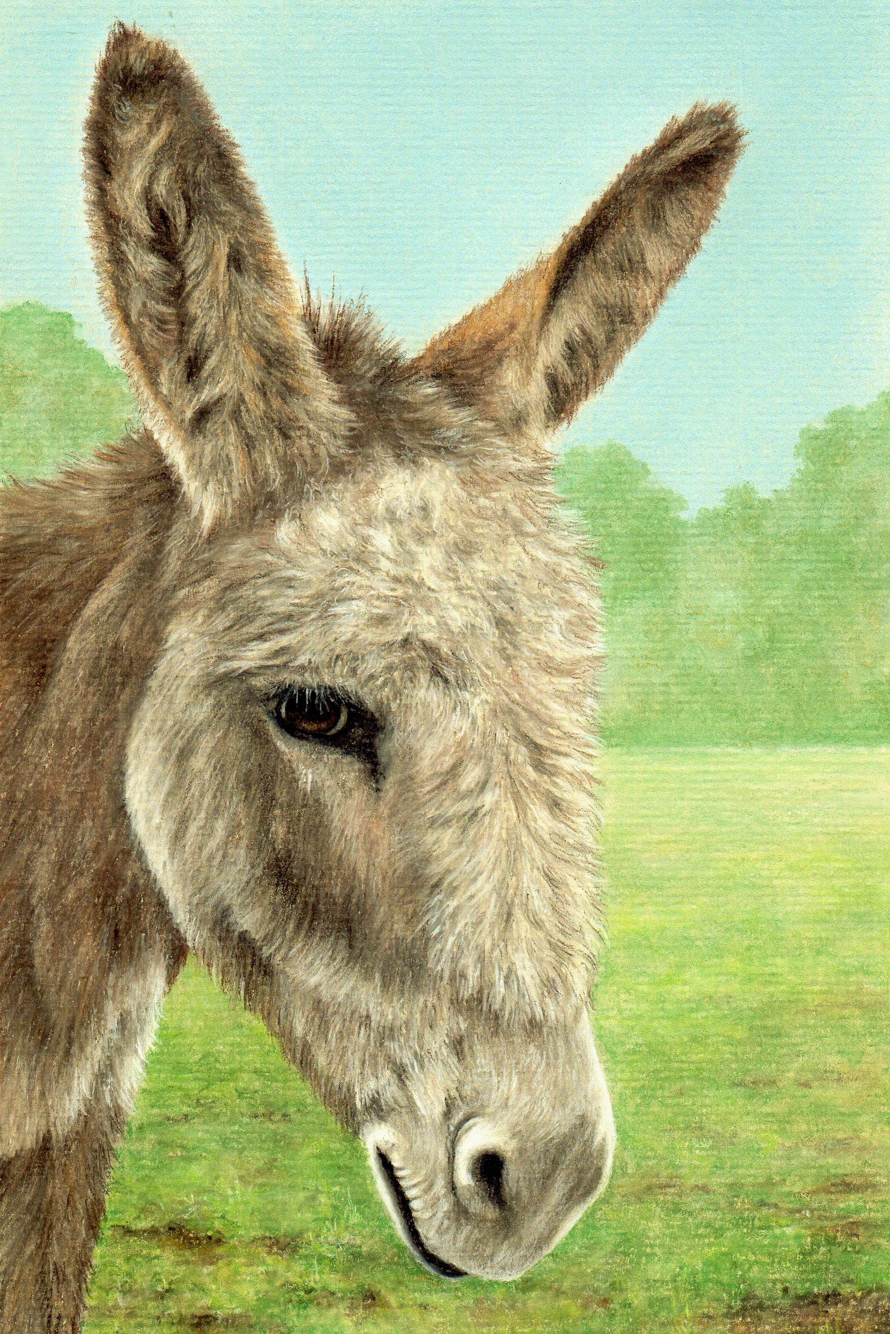 1737x2603 Donkey Colin Bradley Art - Donkey Drawing Images