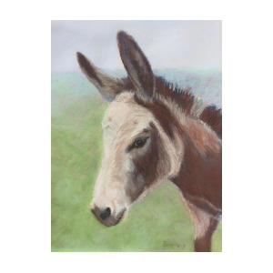 300x300 Donkey Face Pastel - Donkey Face Drawing