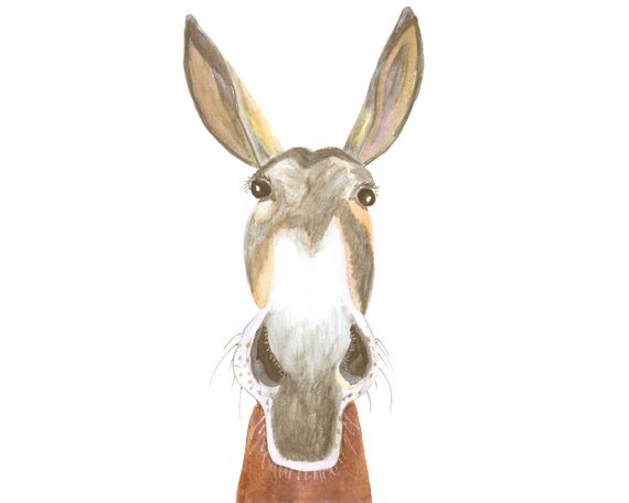 570x456 Donkey Face Illustration, Nosy Burro Art Print, Farm Animal - Donkey Face Drawing