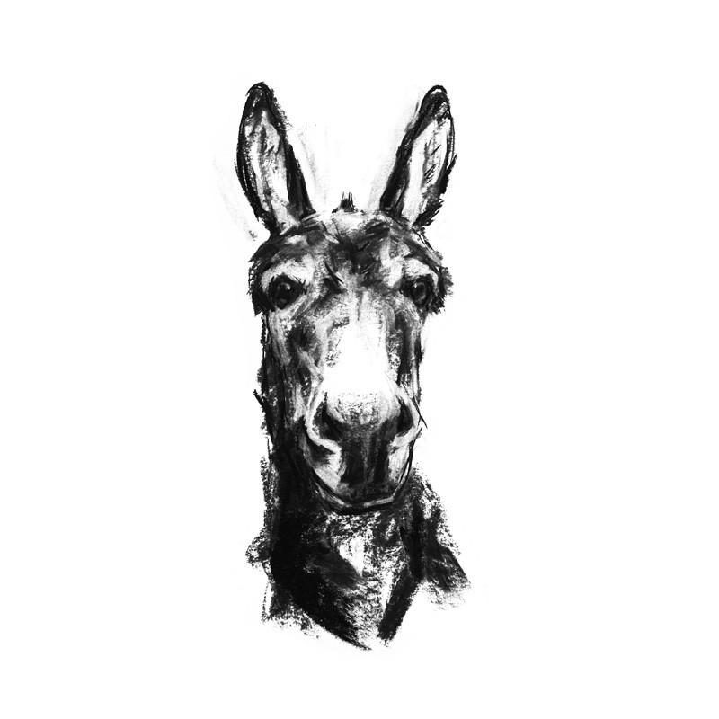800x800 Donkey Portrait Sketch Print Paintmydog Dog Art Contemporary - Donkey Face Drawing