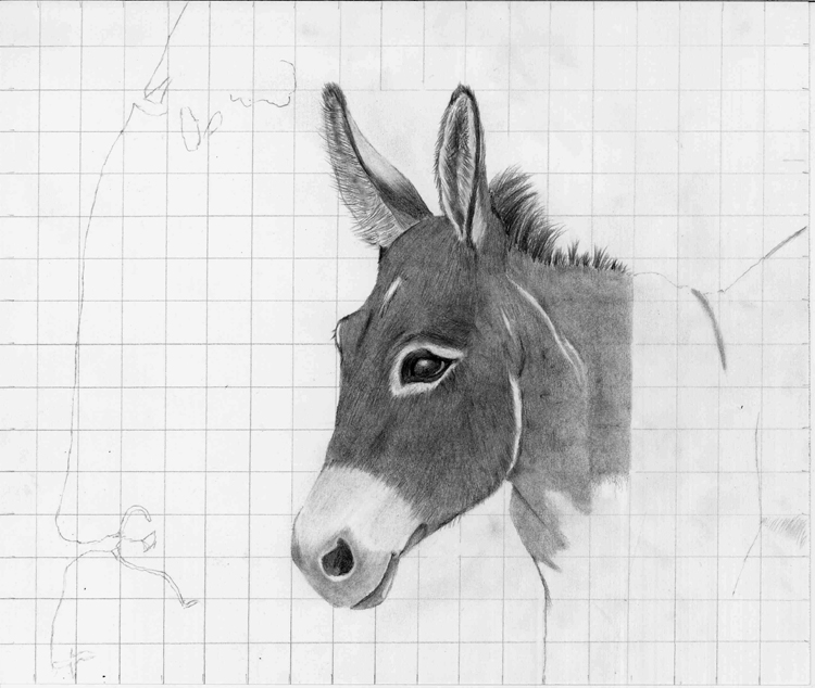 Donkey Face Drawing at Explore