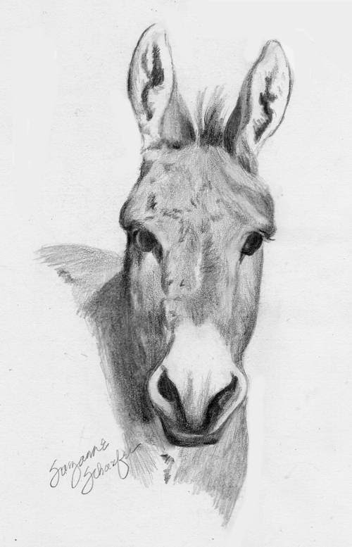 Donkey Face Drawing at Explore collection of