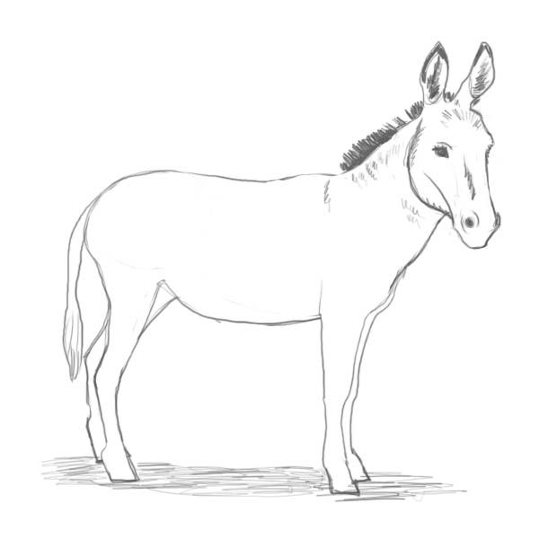600x600 Image Result For How To Draw A Donkey's Face Crochet Patterns - Donkey Face Drawing